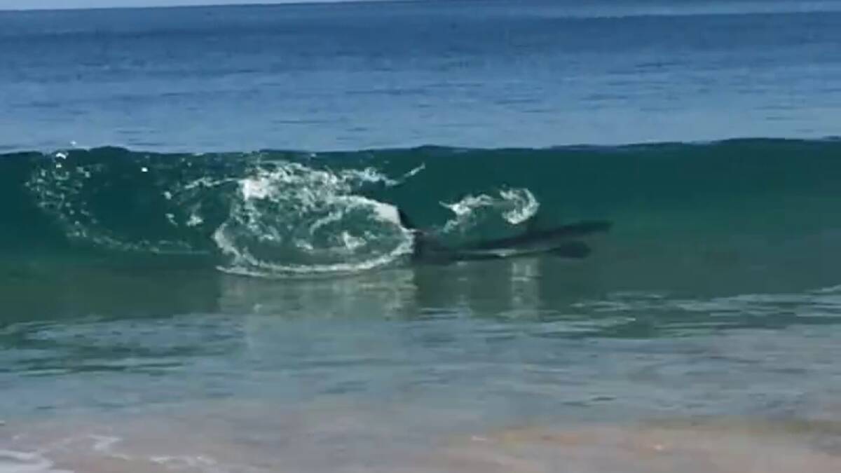 Australind resident Tracey Arthur captured some amazing footage of a shark trying to feed on a whale carcass on Myalup Beach on Sunday. 