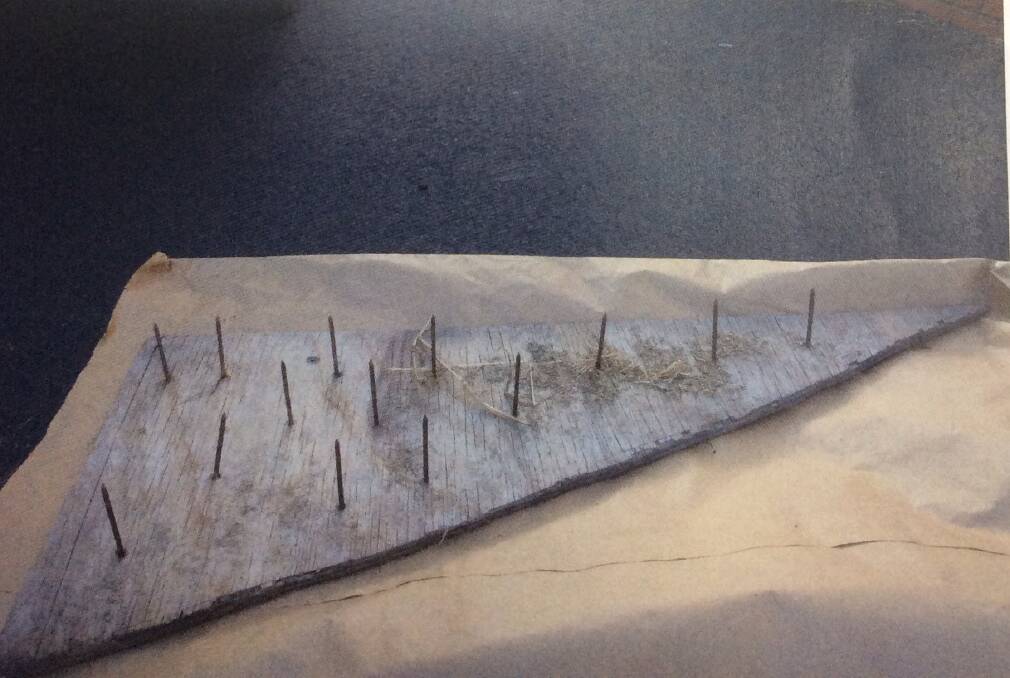Booby trap: A wooden board with six inch nails sticking out was found by police covered in soil and placed in front of one of the cannabis plants.
