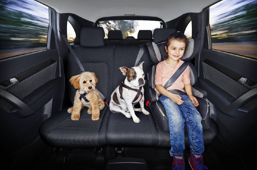 Safely restrained: Buster, Cooper and Charli are all secure in the back seat of a car.