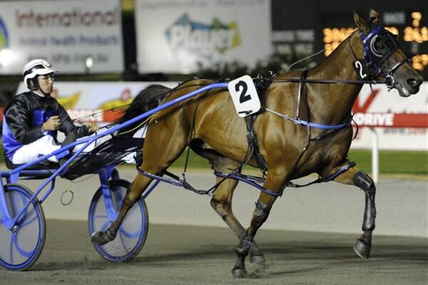 Capel pacer Lombo Navigator and reinsman Matthew White who placed third in last Friday’s $1million Inter Dominion Final at Perth’s Gloucester Park. Picture from William Crabb.