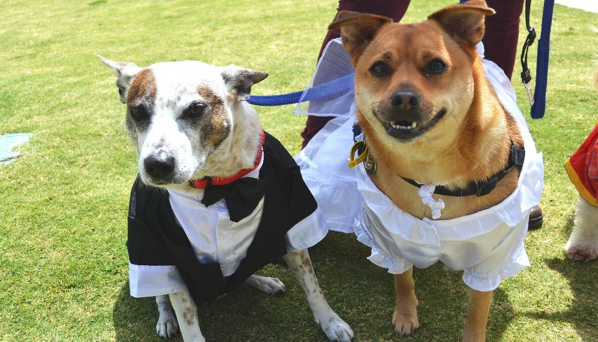 Bro and Bonnie: Local pups were out in their Sunday best for the Seascapes Community Dog Walk on the weekend. Photo: Mandurah Mail.