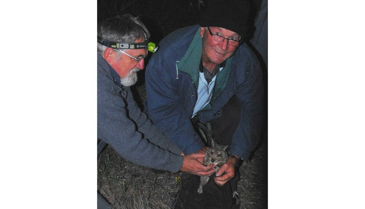 Narembeen volunteer John Leask assists biologist Dr Jeff Short release a banded hare-wallaby at Wadderin Sanctuary at Narembeen. Photo: Christeen Hannan, Wildlife Research and Management. 