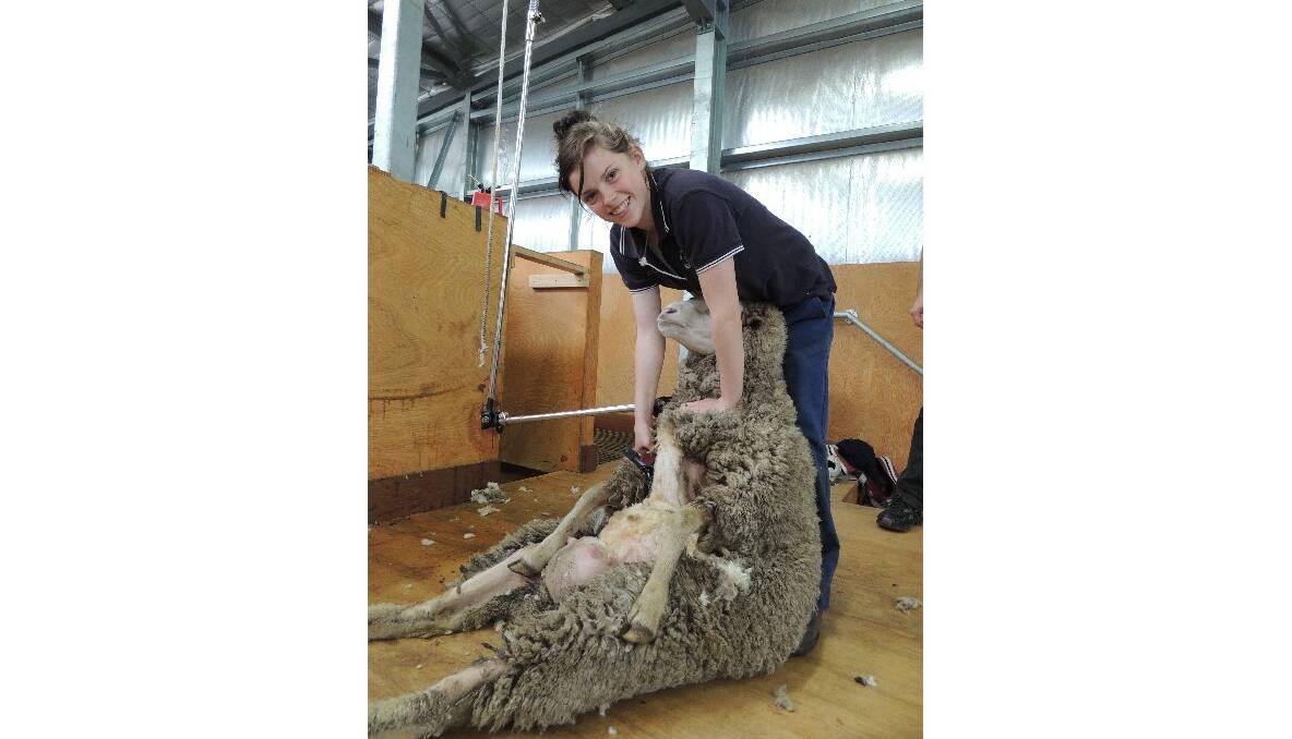 Narrogin Agricultural College year 10, 11 and 12 students are currently involved in the 2013 shearing, wool handling and wool classing program. Pictured is Brittany Were from Kellerberrin learning to shear. Photo: Merredin-Wheatbelt Mercury.