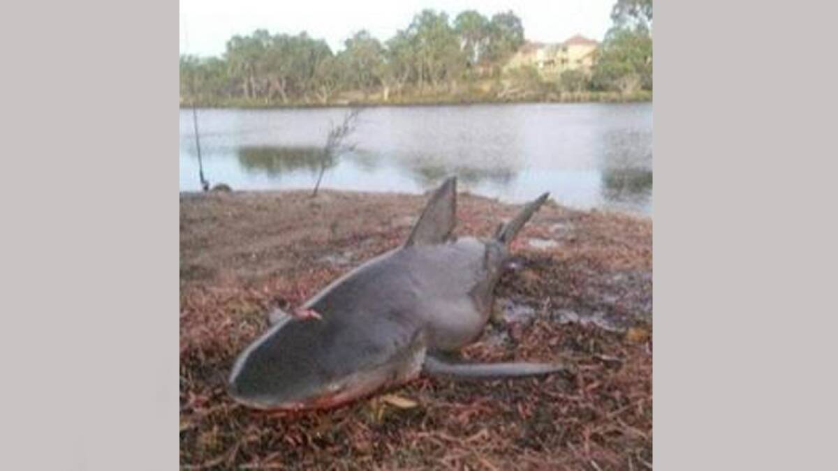 A COWARAMUP man has told Perth radio station 6PR the story of how he caught a 1.8 metre bull shark in the Collie River on Saturday. 