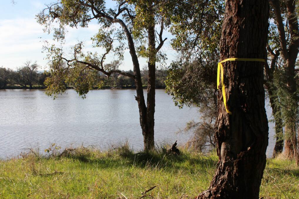SES volunteers search along the Collie River for missing teenager Joshua Mcleod. 