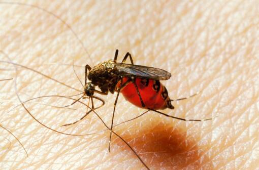 Ross River virus cases have been detected on the South West coast. 