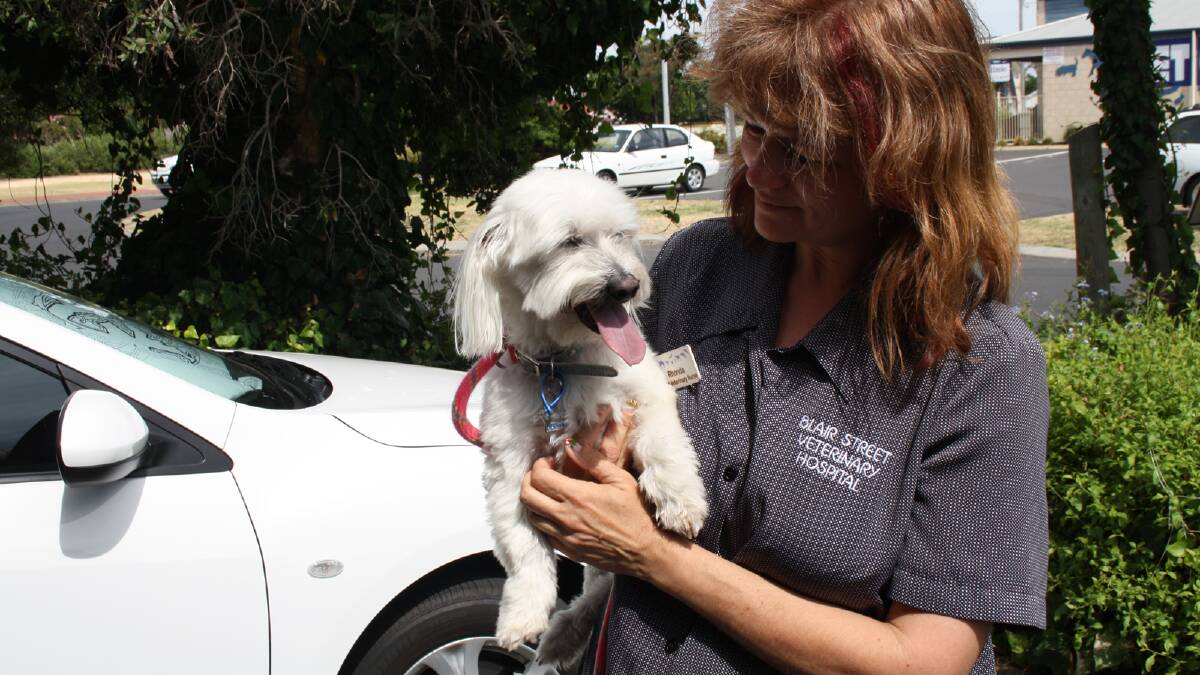 Blair Street Vet Clinic nurse Rhonda Fox took the dog to the clinic to be looked after. 