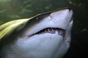 A shark culling solution proposed by the government has split Bunbury residents. 