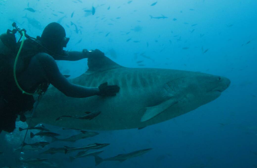 Bunbury diver Torry Goodall with a tiger shark off the coast of Fiji. 