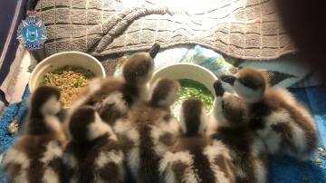 ONE QUACKY FAMILY: The ducklings are now being cared for at an animal rescue. Picture: WA Police.