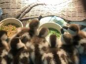 ONE QUACKY FAMILY: The ducklings are now being cared for at an animal rescue. Picture: WA Police.