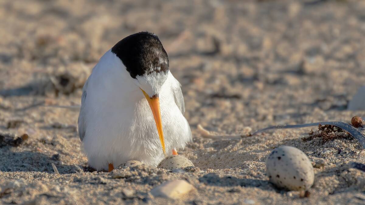 A rare seabird: Fairy terns build their shallow nests on sandy beaches and near estuary mouths during the summer months. Picture: supplied 