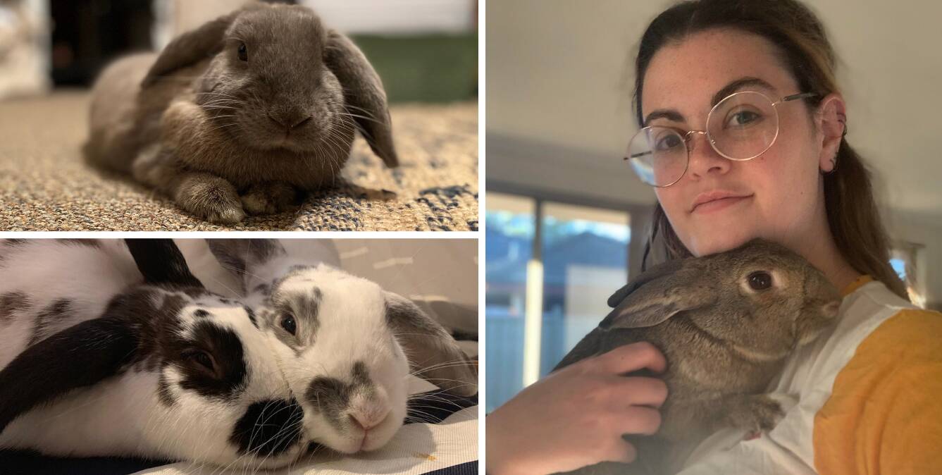 South West domestic rabbit owners share the realities of owning a rabbit in  time for Easter | Bunbury Mail | Bunbury, WA
