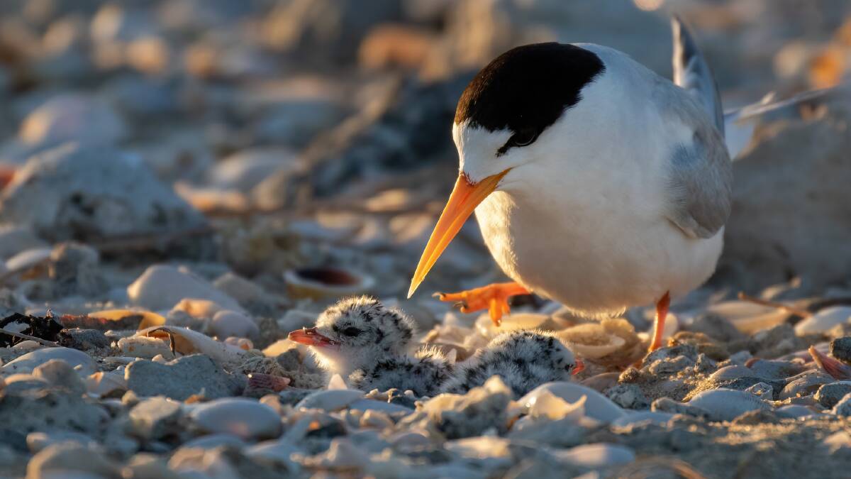 Protection needed: The shallow nests of fairy terns are particularly vulnerable to disturbance or predators. Picture: supplied 