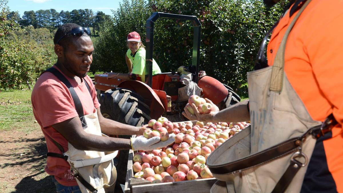 Tongan workers approved but future pickers uncertain