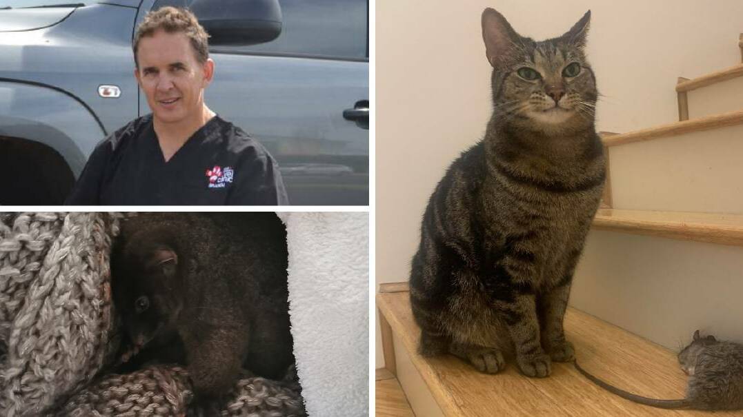 Left to right: Bunbury Vet Clinic senior veterinarian Braden Collins, an injured, baby Western ringtail possum and a house cat with injured wildlife. Picture: supplied