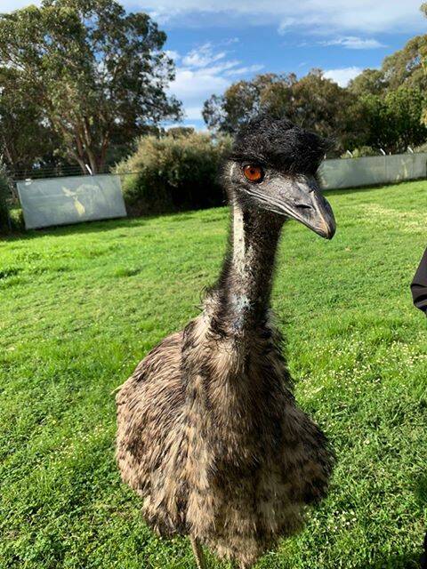Rest in peace: Elvis the Emu had a "cheeky" personality. Picture: supplied