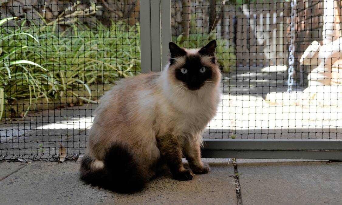 Containing your cat: Five-year-old ragdoll, Mima, can still access the outside in the protection of her enclosure. Photo: Pip Waller. 