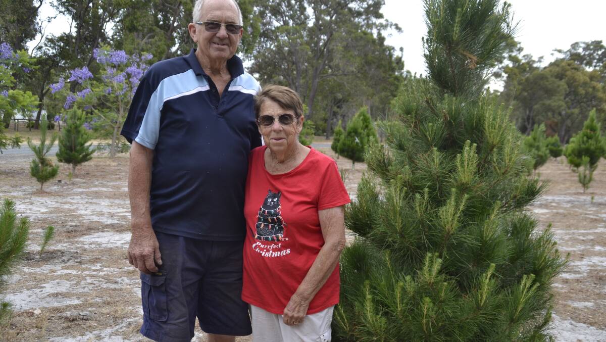 End of an era: Peter and Shirley Crouch will soon sell their last Christmas tree from their Gelorup business. Picture: Pip Waller