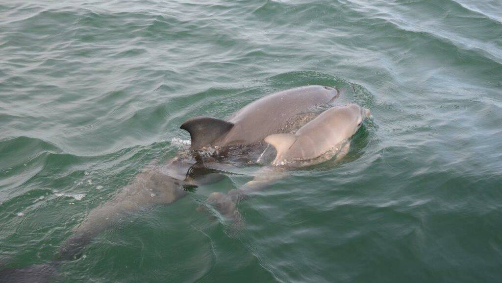Welcome to the family: Ink with her newborn calf, Squid, in Koombana Bay. Picture: Supplied.