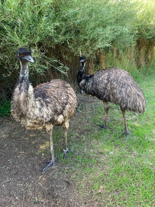 Elvis and Lisa-Marie: Elvis the Emu lived at Bunbury Wildlife Park for his entire 25 years. Picture: supplied 