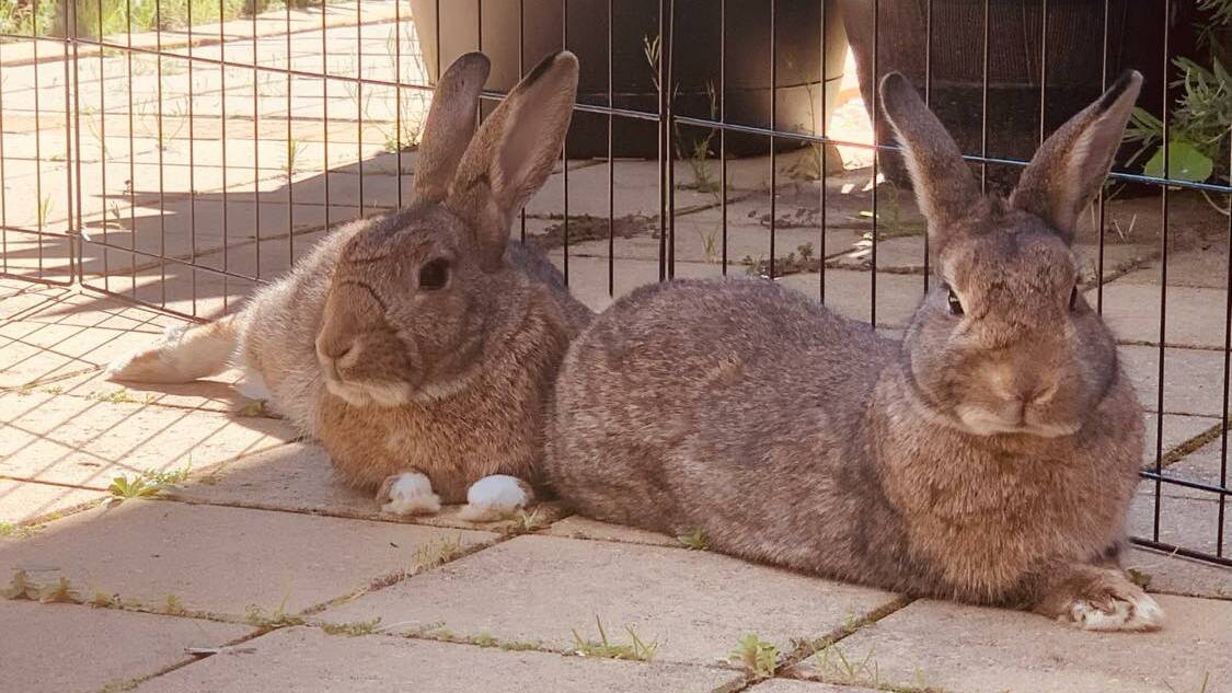 Julio and River - two, two-year-old domestic wild rabbit mixes in Busselton. Picture: Supplied 