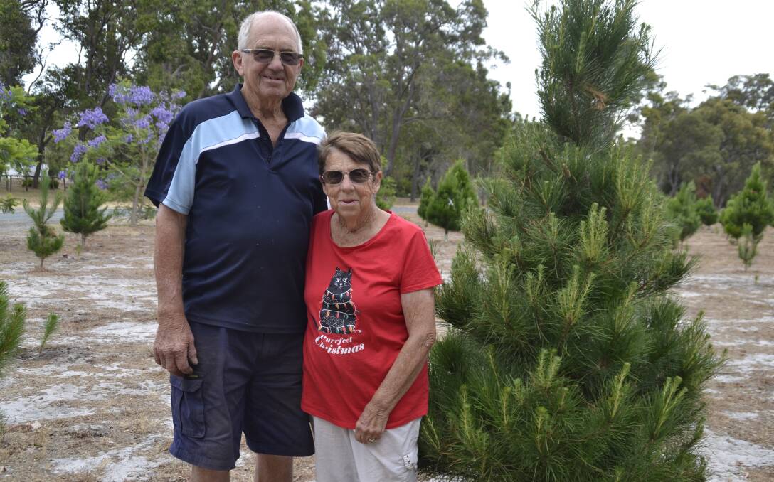 End of an era: Peter and Shirley Crouch will soon sell their last Christmas tree from their Gelorup business. Picture: Pip Waller 