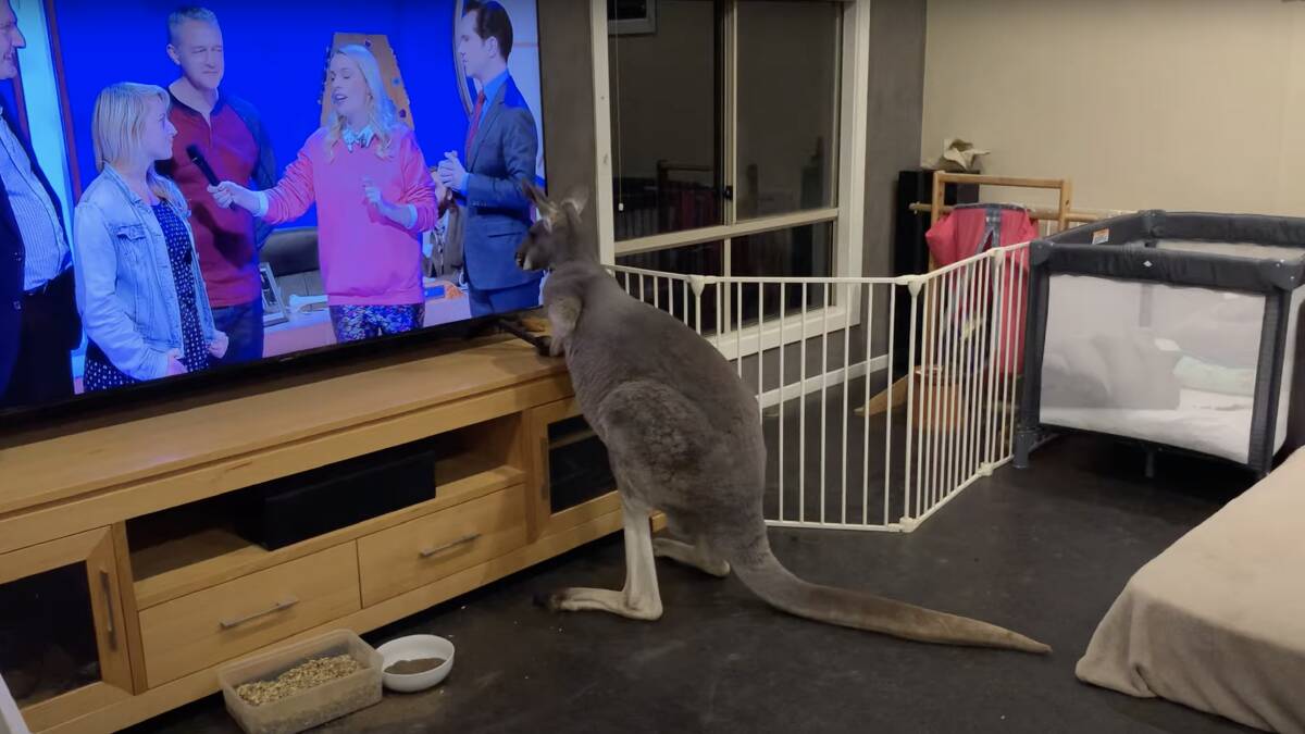 Rufus hopped right up to the screen to watch television in another video. Source: Rufus the Couch Kangaroo, Facebook