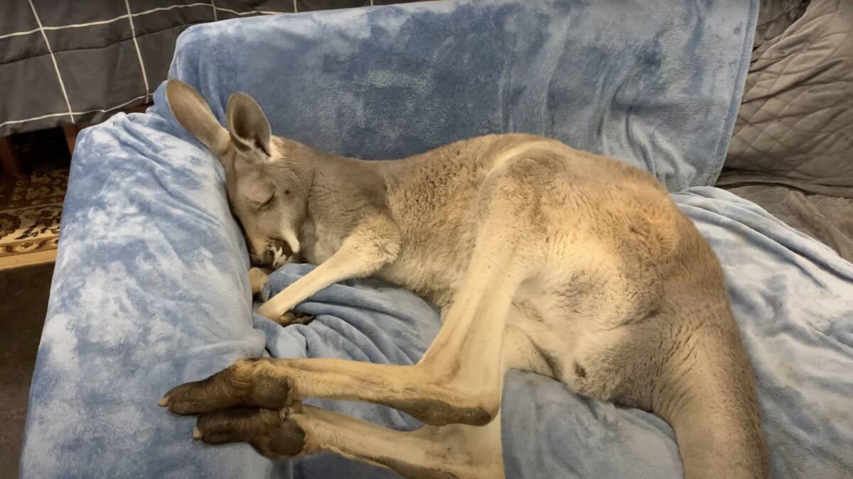 Rufus farted and went back to sleep in a hilarious moment filmed by wildlife carer Kym Haywood. Picture: Rufus the Couch Kangaroo, Facebook