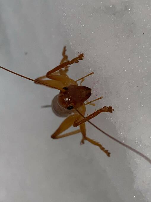 In a video, the cricket attempted to climb out of a path in the snow but fell back into the structure. Picture: Jordon Murray