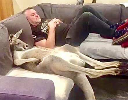 Rufus and Mrs Haywood's husband Neil sit on the couch and watch television together. Source: Rufus the Couch Kangaroo, Facebook
