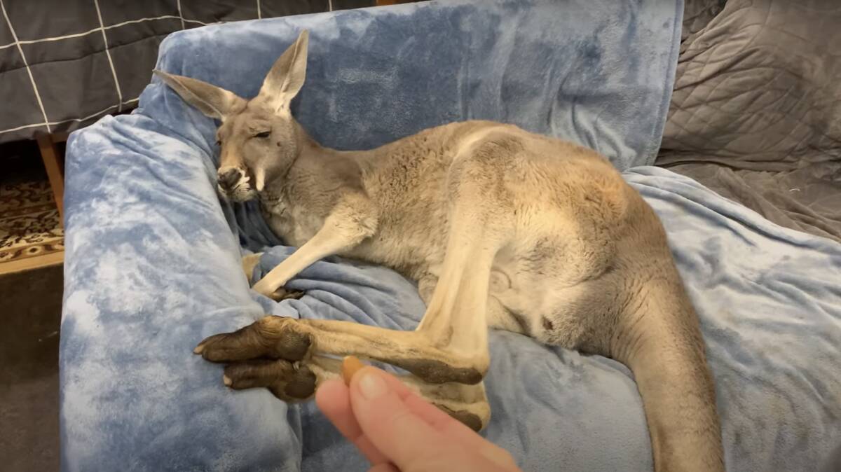 A kangaroo named Rufus (pictured) refused to get off the couch to sleep outside at Pumpkin's Patch Kangaroo Sanctuary in Boston, South Australia. Picture: Rufus the Couch Kangaroo, Facebook