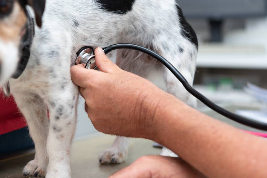 BEAT IT: Common canine cardiac issues frequently involve the heart valves. Picture: Shutterstock