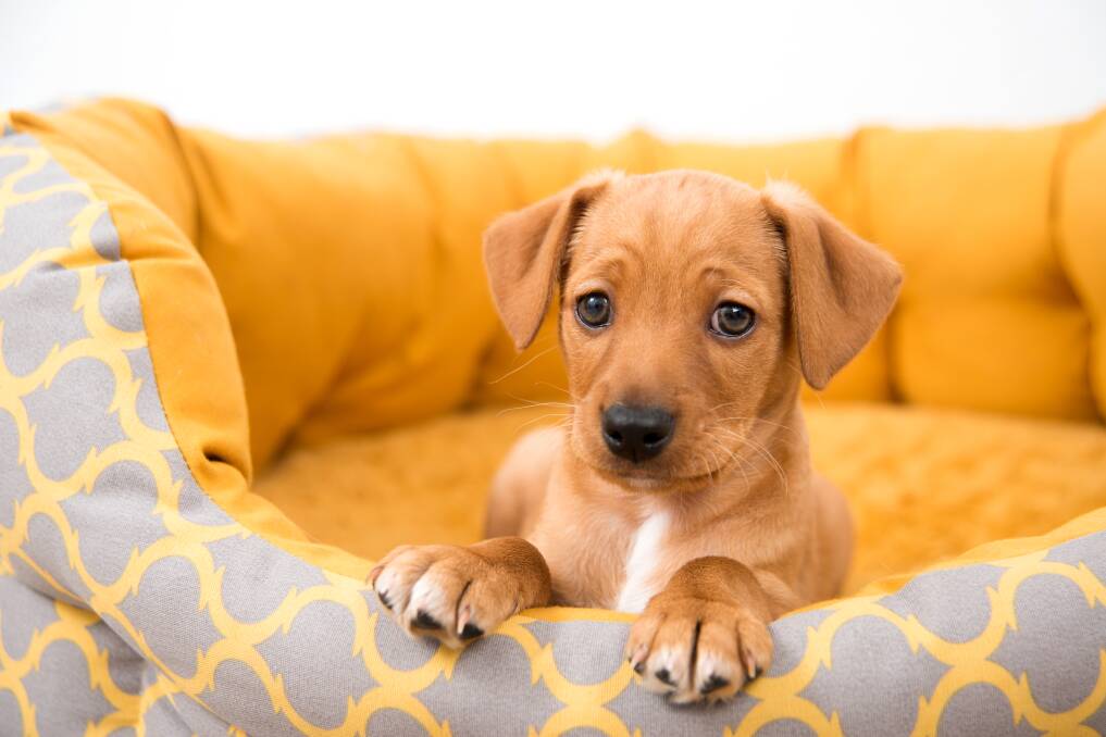 DECEIVED: So many have been caught by pandemic puppy scams. Picture: Shutterstock