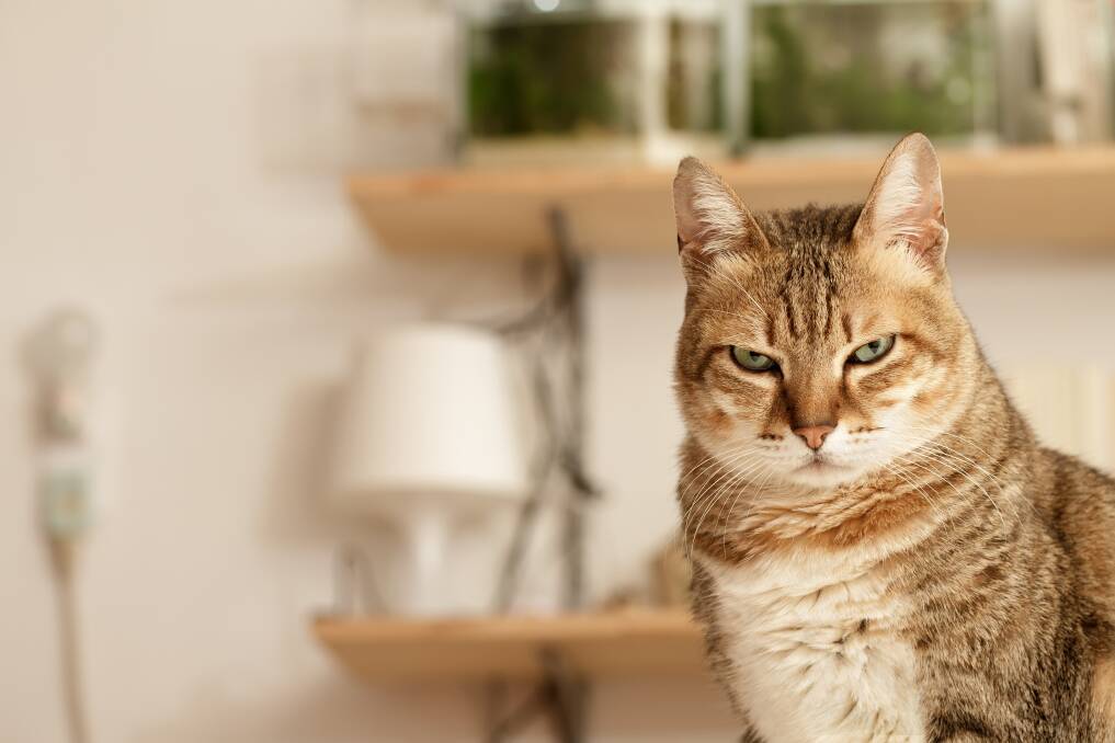 DAUNTING: If you cat is less than impressed with tablets, there are options. Picture: Shutterstock