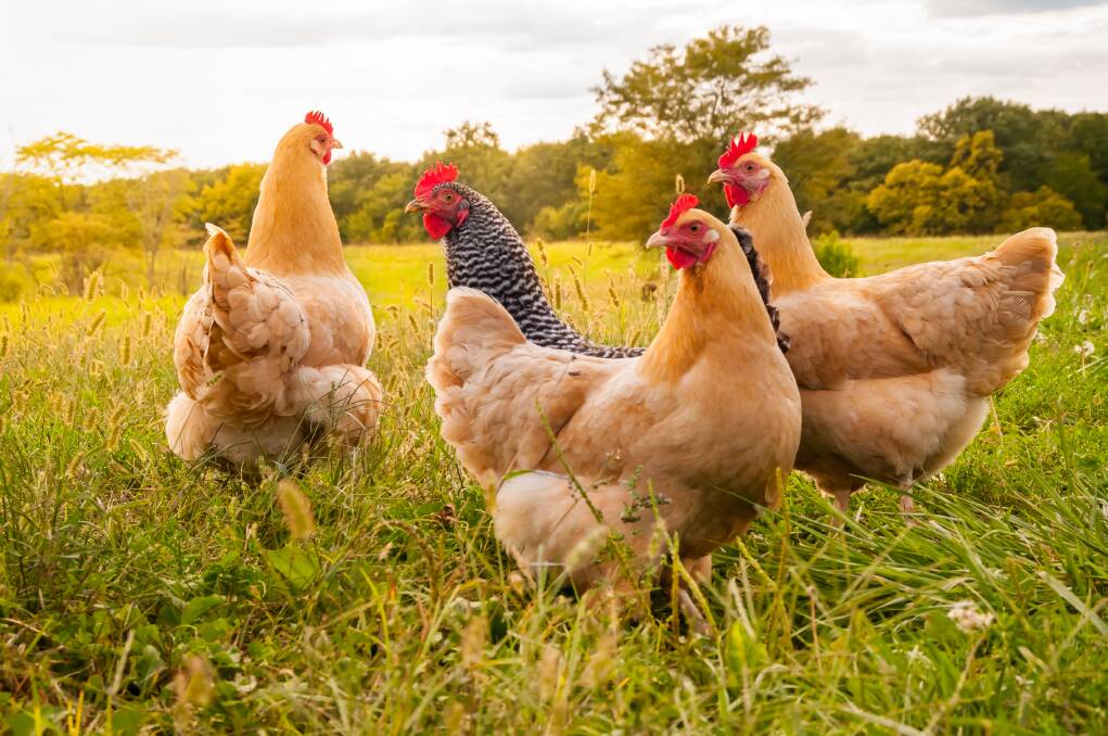 MESSAGE: New standards can help end battery cages for good. Picture: Shutterstock