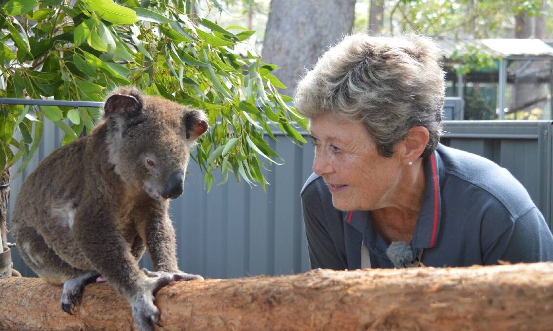 President of the Koala Hospital, Sue Ashton