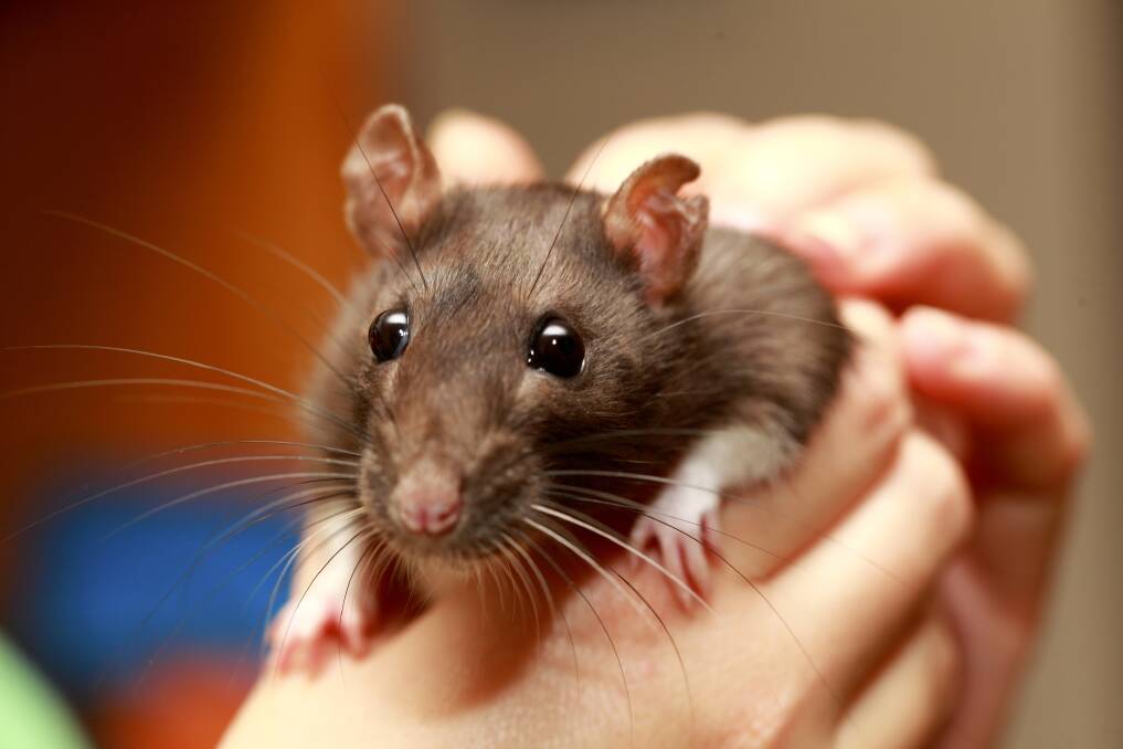 How to take care of pet rats