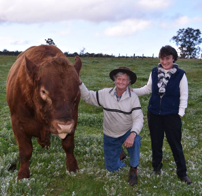 Red bull: Meat Standards Australia Producers of the Year, Gerald and Denice Young with one of their bulls, have had a memorable 2016 so far. Photo: Lee Steinbacher