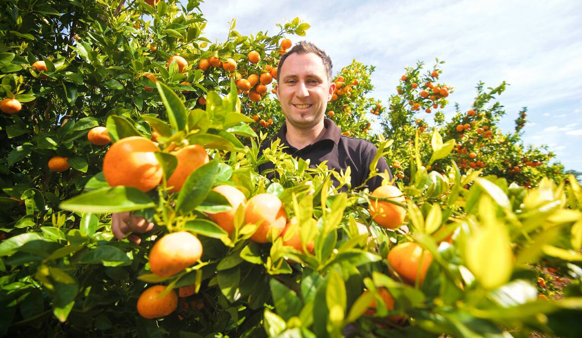 Harvey Citrus farm manager Andrew Pergoliti will contribute tons of locally grown fruit to the Citrus Fest at Coles this month. 