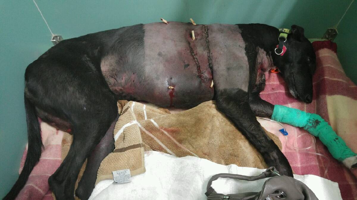 The Meredith's beloved greyhound Pia is recovering from surgery after a vicious attack. She was saved by Eaton Pet Vet veterinarian Dr Russell Brown.