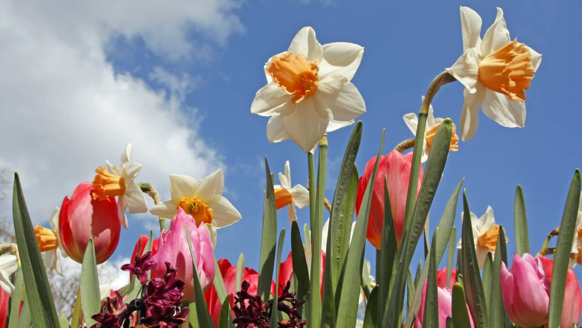 In bloom: Bulbs are often planted en masse in a single variety, but they can have a lovely countryside look when mixed together, like these daffodils, tulips and hyacinths. Photo: iStock.