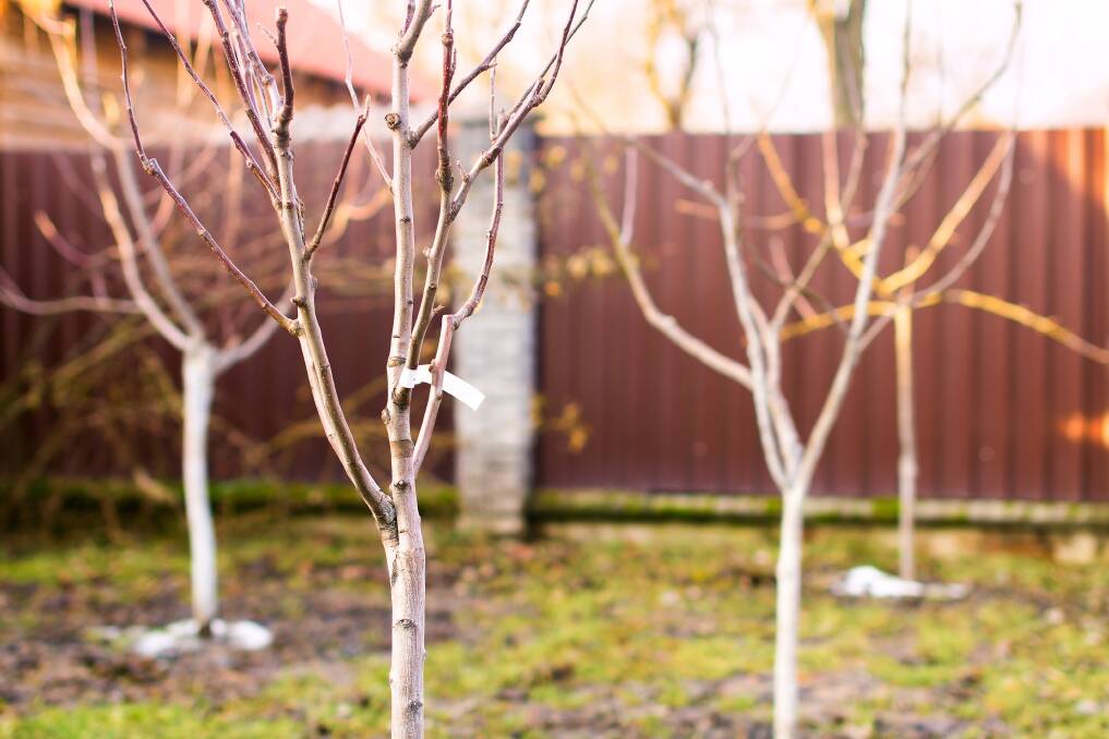 Though they look bare in winter, these healthy fruit trees promise a delicious crop in the warmer months. Photo: iStock.