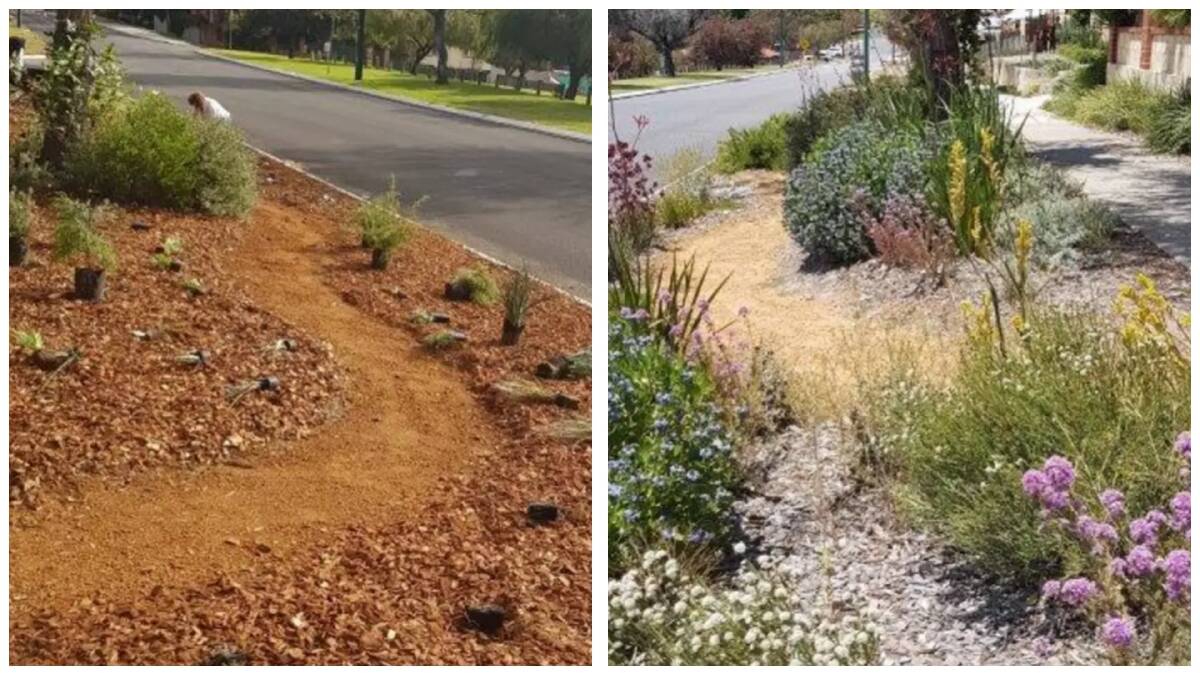 Planting stages (left) and the verge now.
