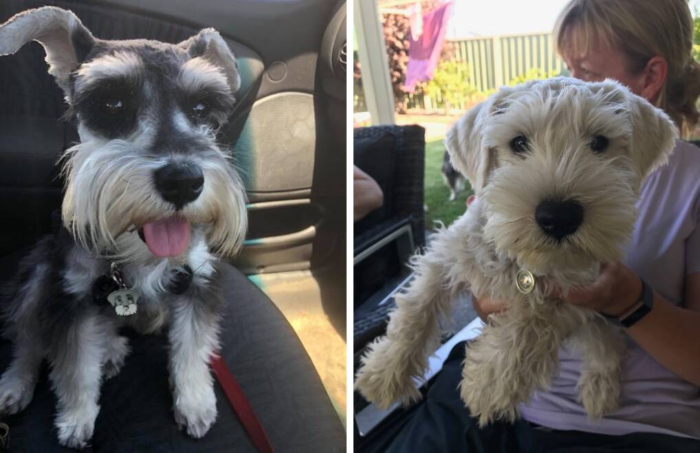 Family searching for dogs: Minischnauzers Moby and Huffy were taken from a home in Eaton on Sunday, April 14. Photos: Supplied. 