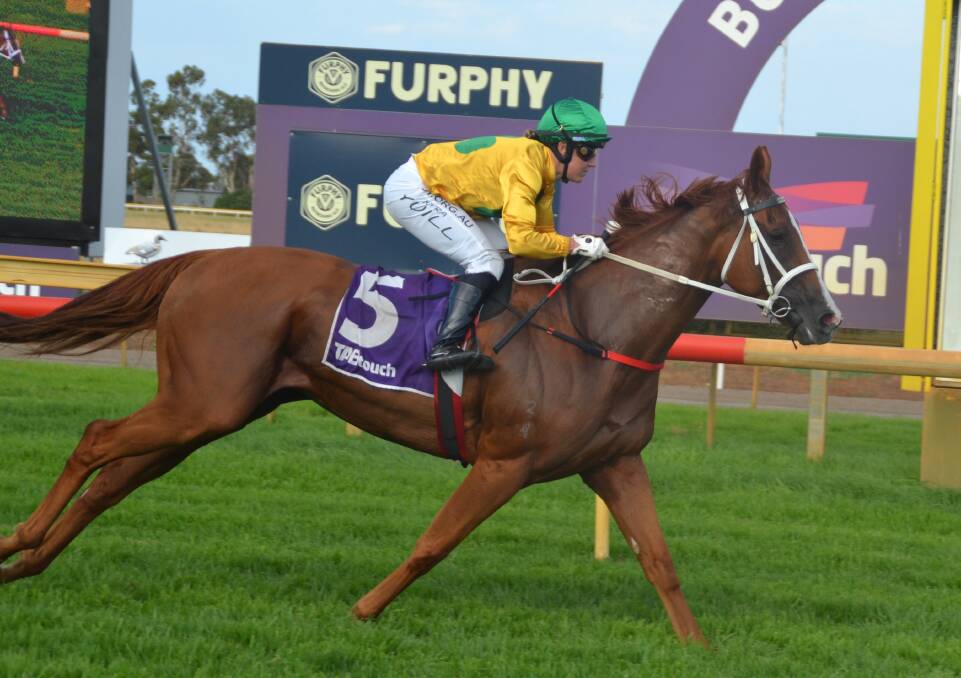 On the track: Chestnut gelding You Am I ($13) took out the $25,000 Austbrokers Handicap (1675m) on February 13. Photo: Thomas Munday. 