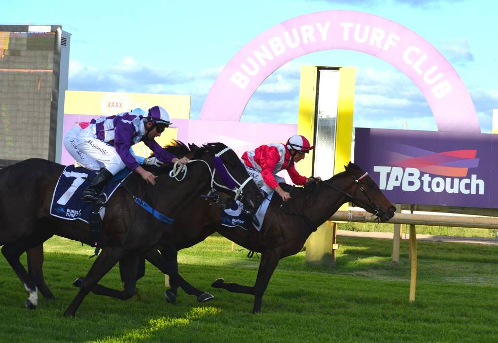 Winning form: Bon Voyage raced to victory in the $19,000 Melbourne Cup Day at Bunbury Handicap on Thursday, November 1. Photo: Thomas Munday. 