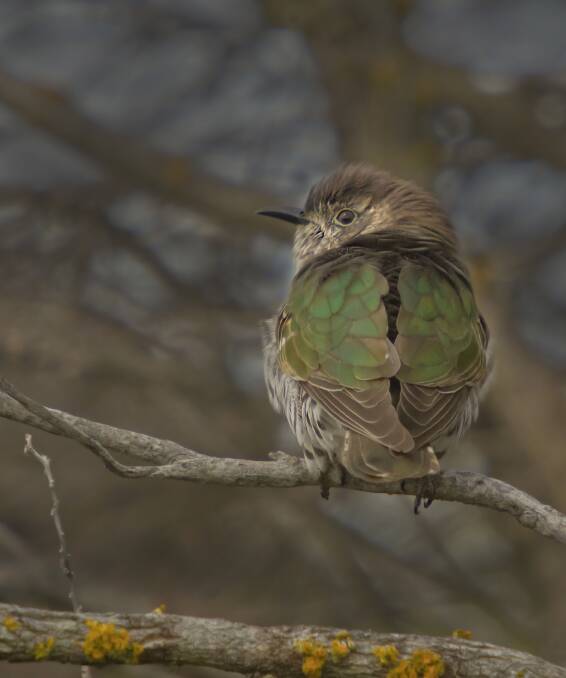 Bird song: The Shining Bronze-Cuckoo. Photo: Chris Tate - BirdLife Bunbury, Leschenault. 