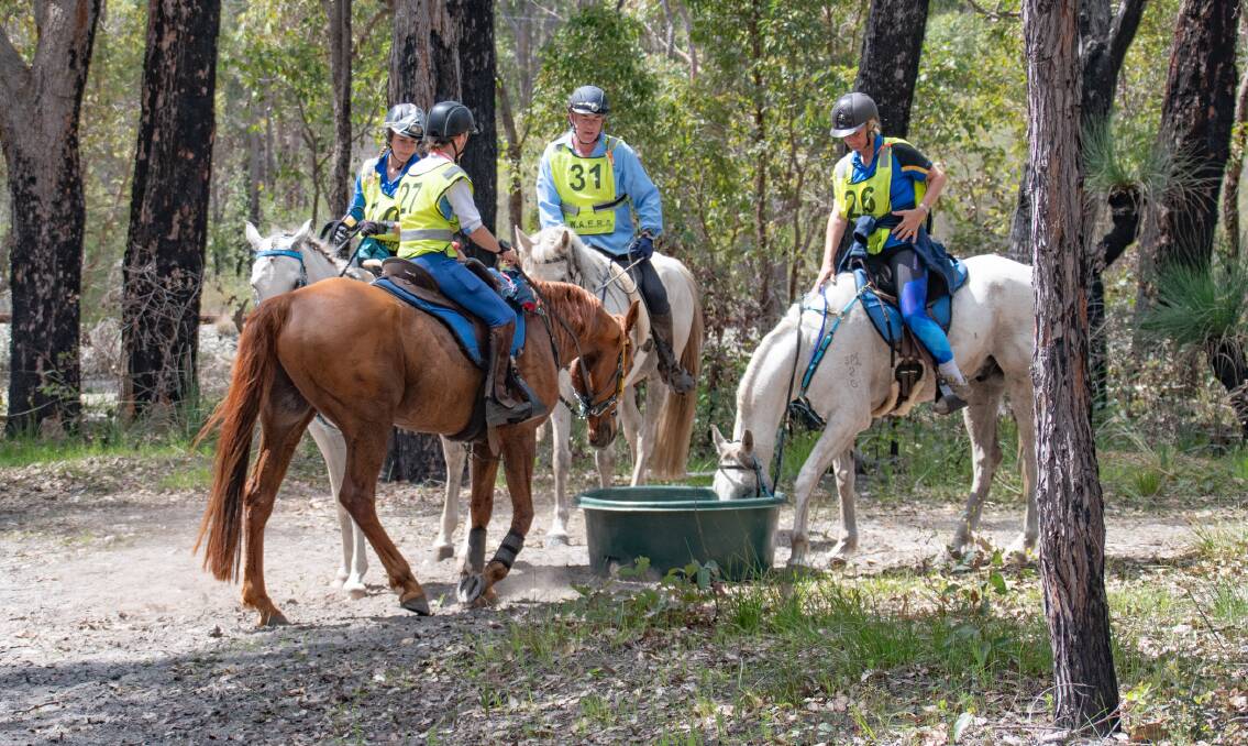 Along for the ride: Horses enjoying a drink before heading back to the Collie Racetrack. Photo: Vince Evans. 