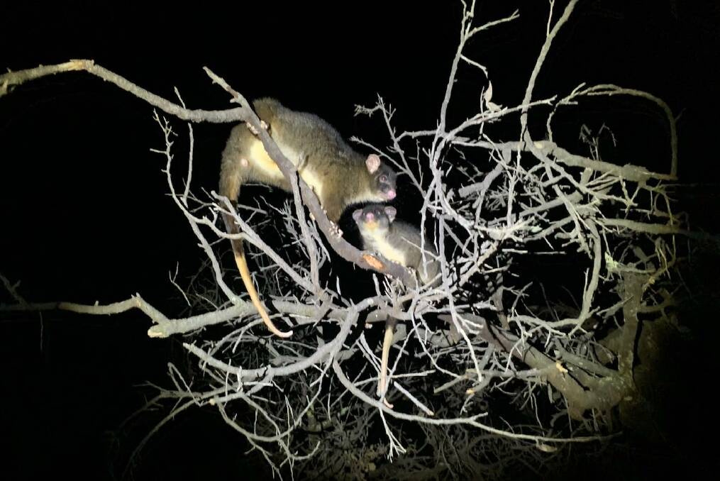 Flora and fauna friendly: The Leschenault Catchment Council and Shire of Dardanup are in full support of the upcoming Leicester Reserve Possum Sanctuary Project. Photo: Supplied. 